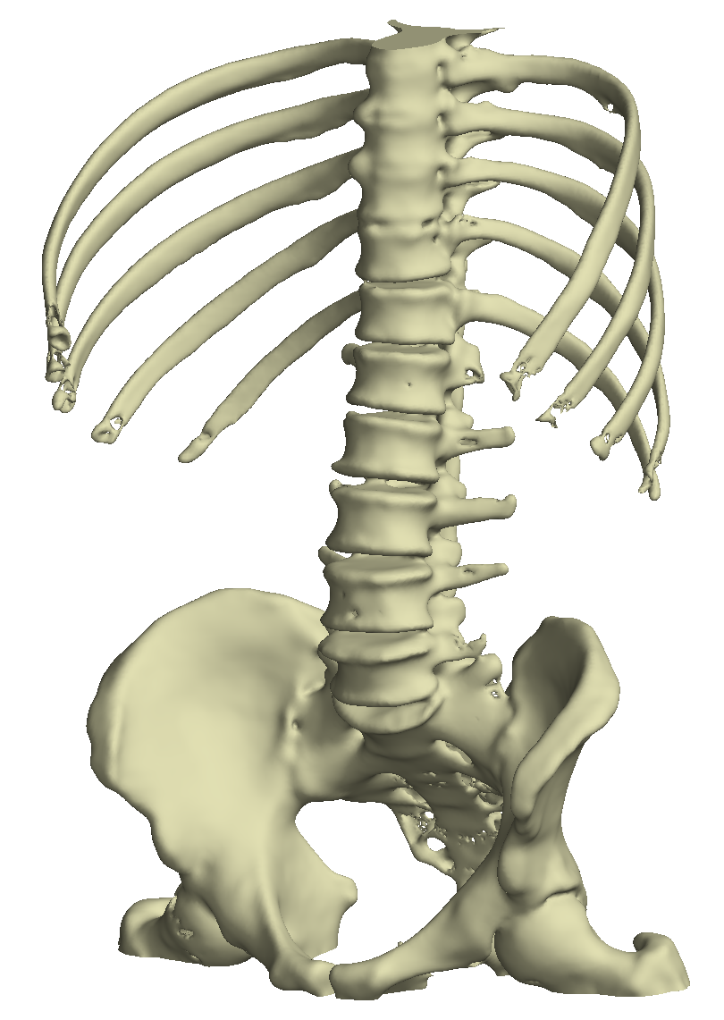 bone_surface_1.png